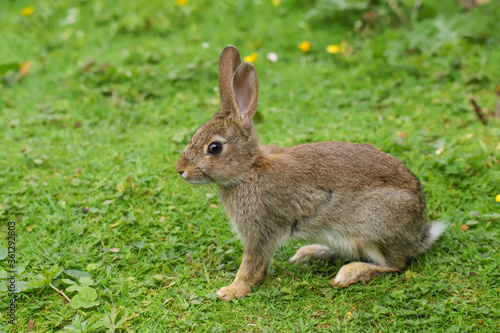 Wild Rabbit (Oryctolagus cuniculus) in a field. © Helen Davies