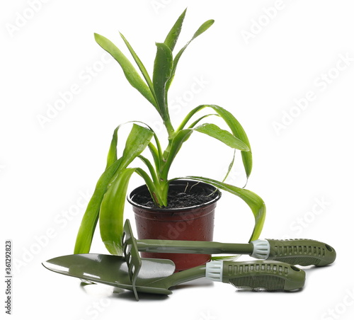 Green houseplant, yucca with gardening shovel and soil, dirt isolated on white background photo