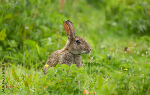 Wild Rabbit (Oryctolagus cuniculus) in a field. © Helen Davies