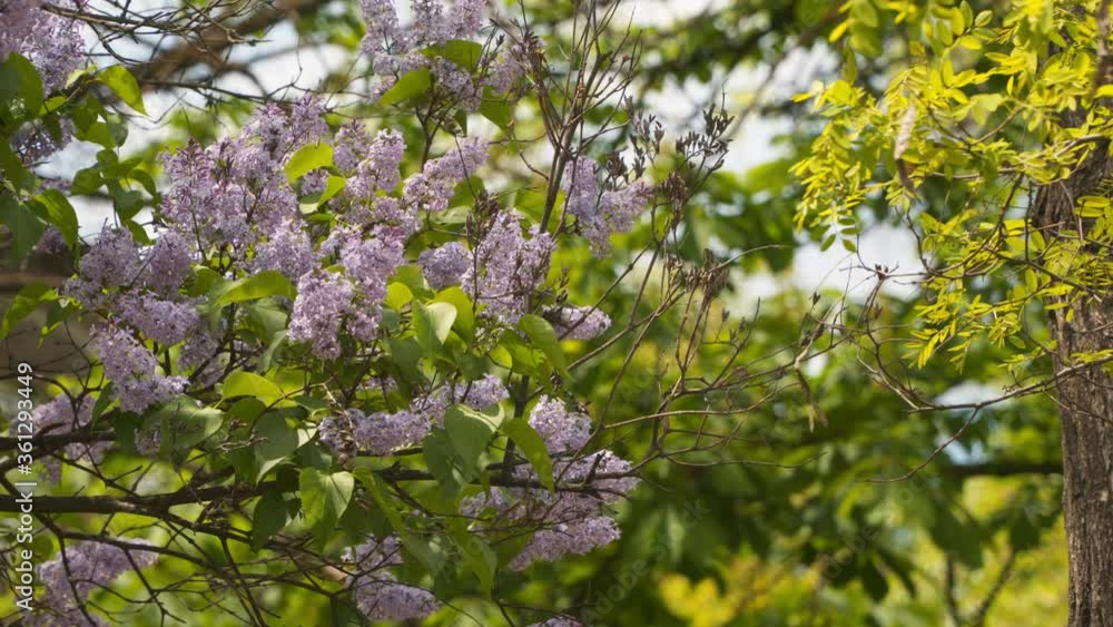 A branch of blooming lilac on a sunny day. A branch of blooming lilac on a sunny day.