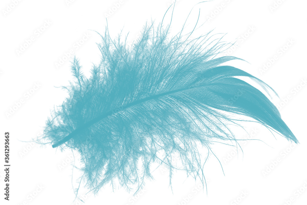 Beautiful feather color green turquoise isolated on white background