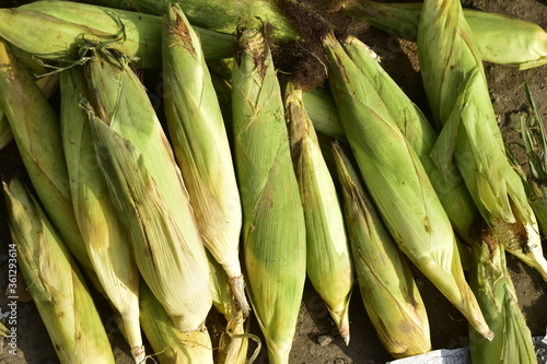 Corn for sale at India.