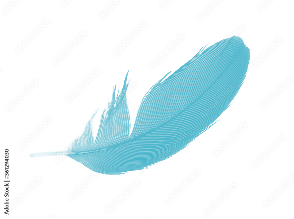 Obraz premium Beautiful feather color green turquoise isolated on white background