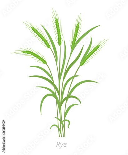 Rye plant. Bunch green grass. Secale cereale. Species of cereal grain. Cereal grain. Vector agricultural illustration. Agronomy.