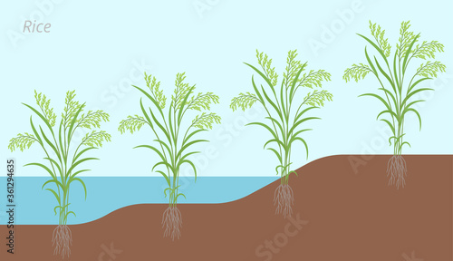 Rice plant development in water and on land. Oryza glaberrima. Oryza sativa. Cereal grain. Harvest. Vector infographic illustration.