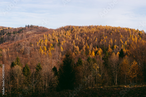 Autumn landscape