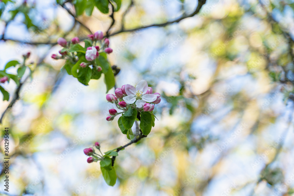 blooming apple trees, selective focus, blurred background