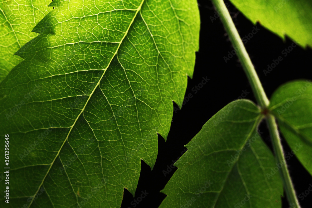 green carved leaves on a black background with backlight and veins. macro shot. green carved leaves on a black background with backlight and veins. macro shot.