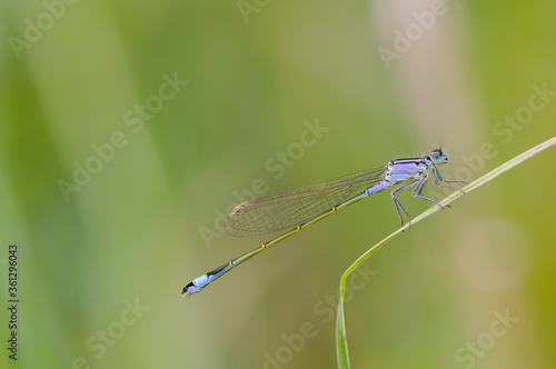 Close up of dragonfly, Blue tailed damselfly