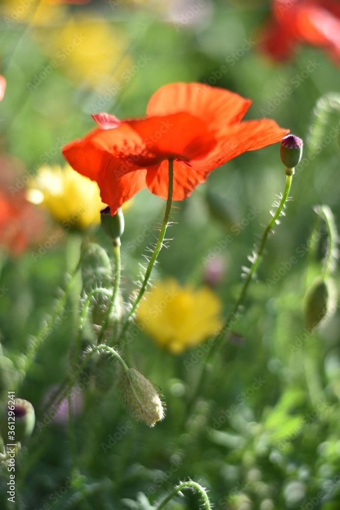 Obraz premium Mohnblüte im Gegenlicht