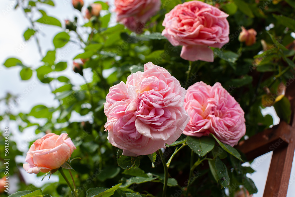 Huge apricot rose flowers gardening Huge apricot rose flowers gardening