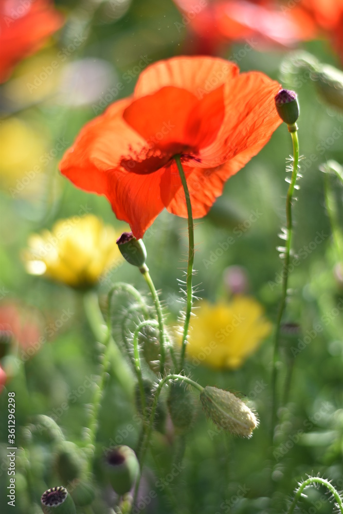 Obraz premium Kwiat maku w tylnym świetle