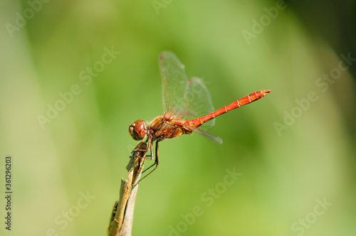Close up of dragonfly, Vagrant darter.  © marekkijevsky