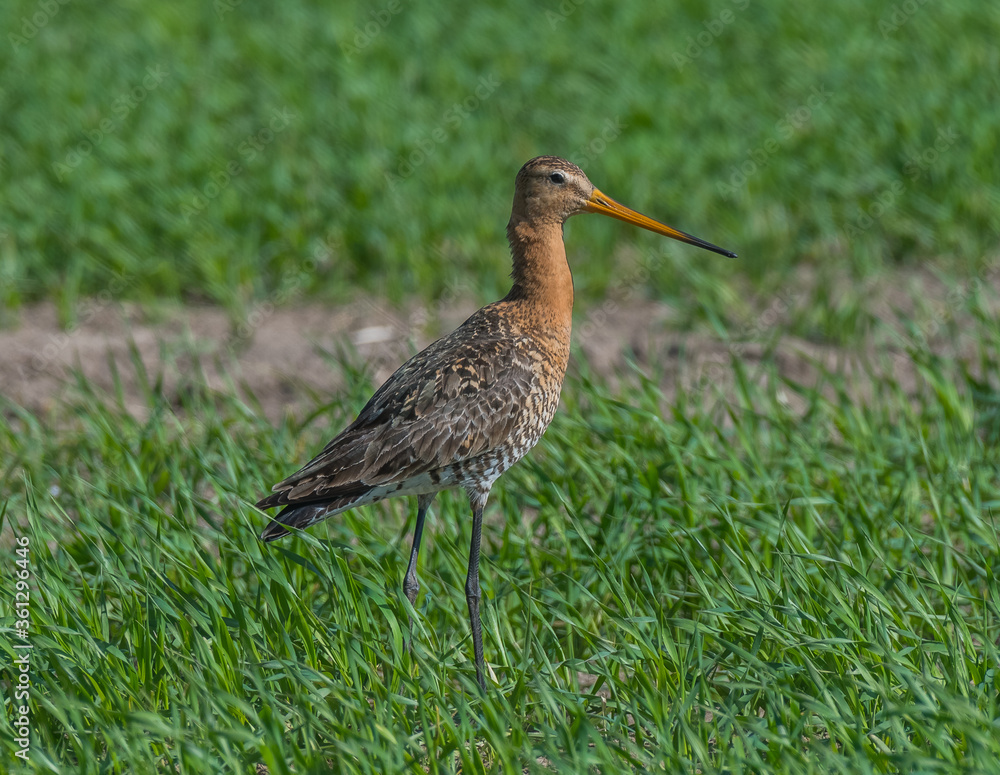 Big godwit. Big godwit.