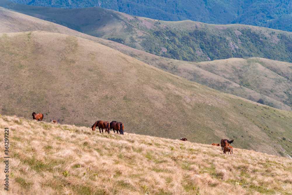 Fototapeta premium Landscape with wild horses in nature.