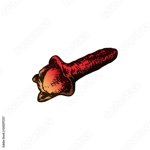 Vector illustration of clove stick in freehand drawing style. Aromatherapy and oils, ingredients for mulled wine and masala tea.