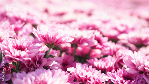 Backdrop with beautiful blooming pink flower garden  springtime with chrysanthemum flower field.