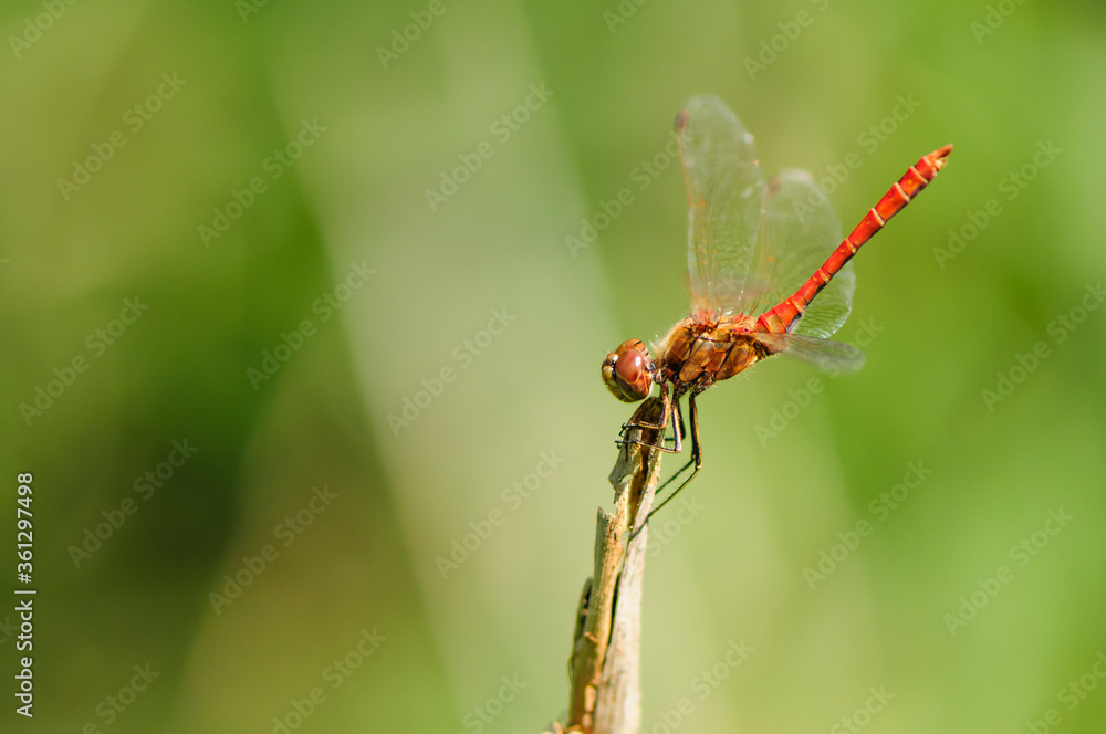 Close up of dragonfly, Vagrant darter. Close up of dragonfly, Vagrant darter.