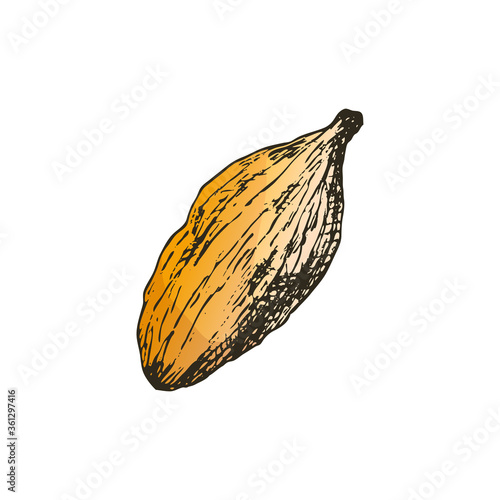 Vector illustration of cardamom seed in freehand style drawings. Spices and seasonings for Asian cuisine, masala tea and mulled wine