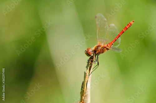Close up of dragonfly, Vagrant darter. 