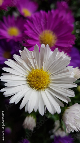 Beautiful white  pink and purple aster flowers