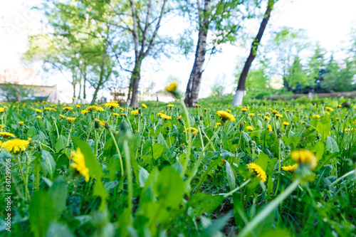 field dandelion in spring