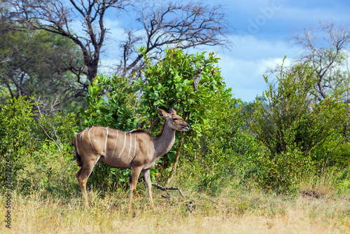 The African savannah