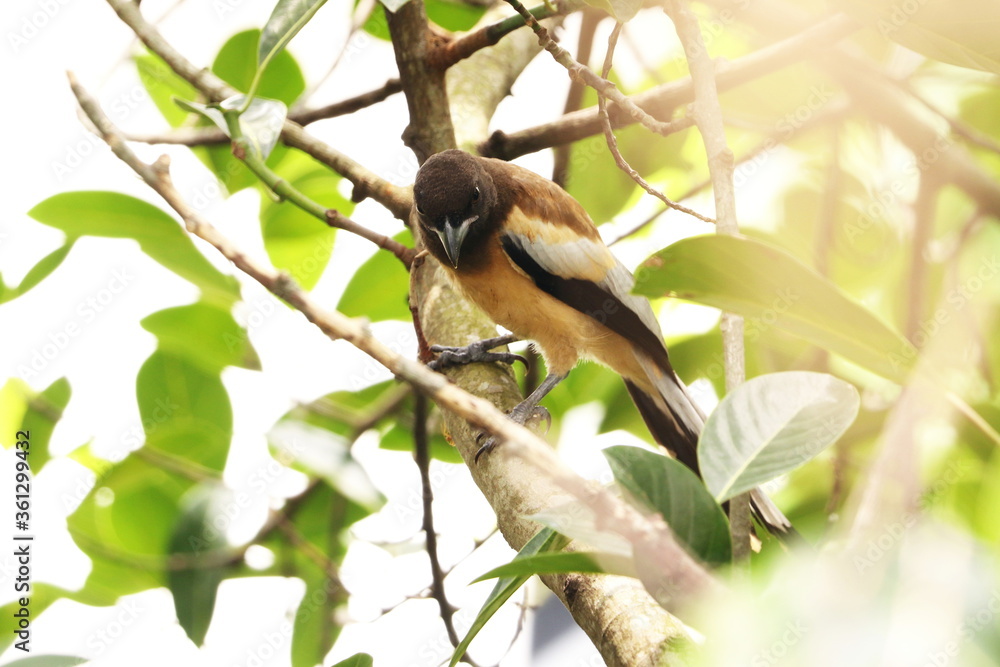 Obraz premium Rufous Treepie
