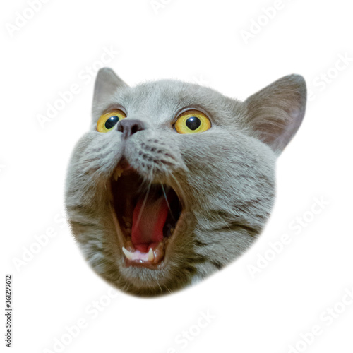 Isolated head of a british cat looking up. The cat opened his mouth with a mad look. The concept of an animal that is surprised or amazed. The figure of a cat on an isolated background of white color. © Svyatoslav Balan