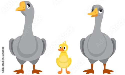 Goose family front view. Farm birds of different sex and age.