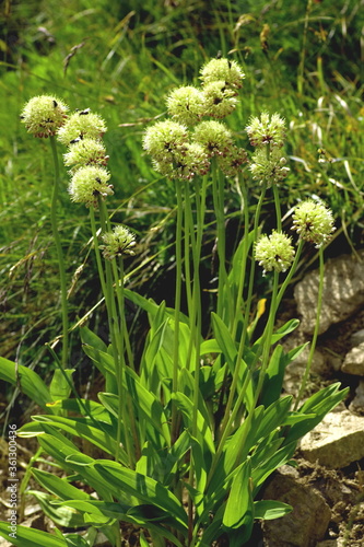 Allermannsharnisch, Allium victorialis photo