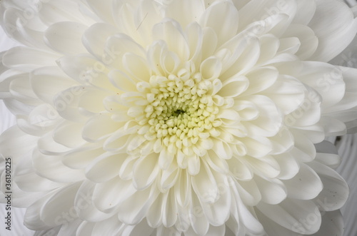 White flower aster macro