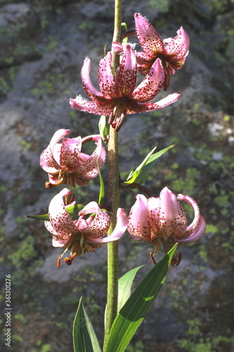 Türkenbund, Lilium martagon