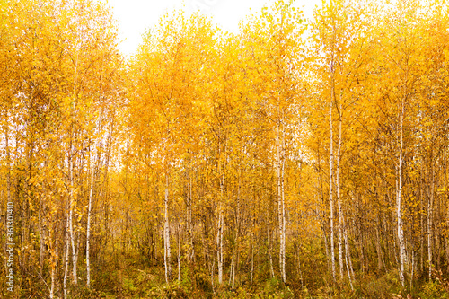Autumn birch forest. Nature autumn yellow background