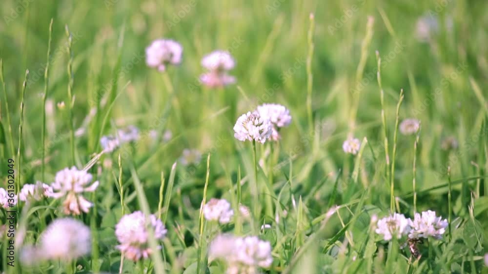 Slow-motion video of a clover flower from which a blue moth has just flown Slow-motion video of a clover flower from which a blue moth has just flown