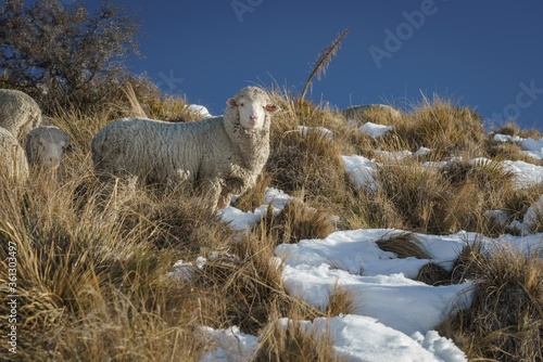 Billede på lærred Merino sheep on the snowy ground in New Zealand