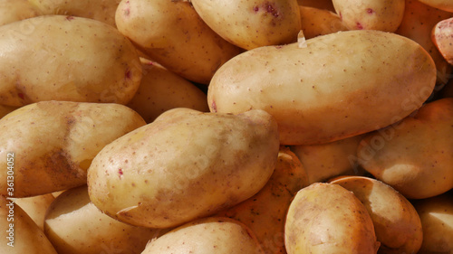 Fresh organic potato on the rural market. Heap of potatos close-up. photo