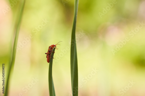 Red insect soldier scrambled on a leaf of garlic
