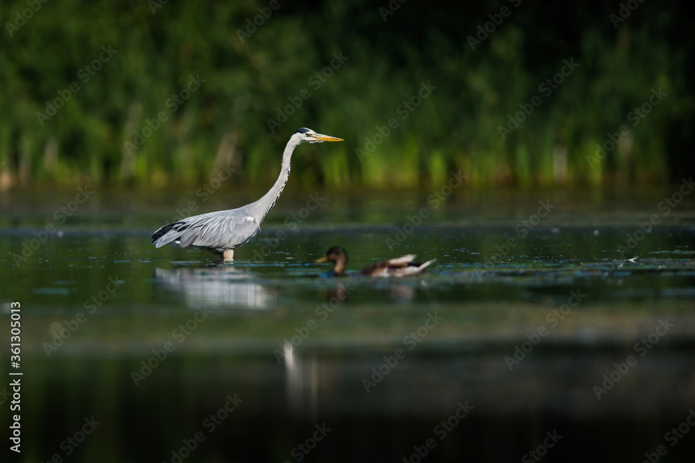 Naklejka premium Grey Heron while hunting for fish in water. Her Latin name is Ardea cinerea.