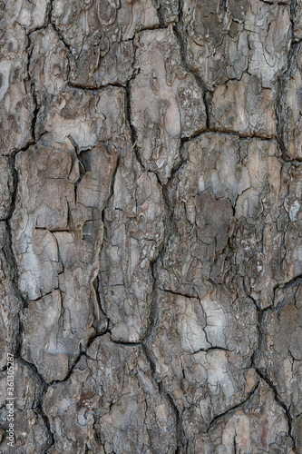 Relief texture or background of bark of Pine tree