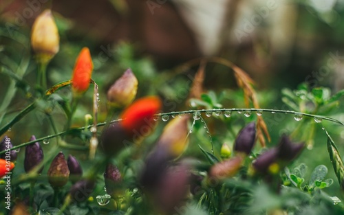 Closeup shot of red and purple unbloomed flowers with green leaves wet with dew photo