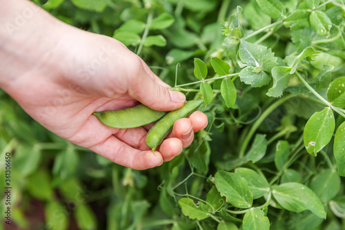 Gardening and agriculture concept. Female farm worker hand harvesting green fresh ripe organic peas on branch in garden. Vegan vegetarian home grown food production. Woman picking pea pods.