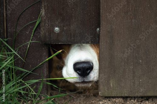 Dog puts its muzzle through a hole in the fence of country house to sniff