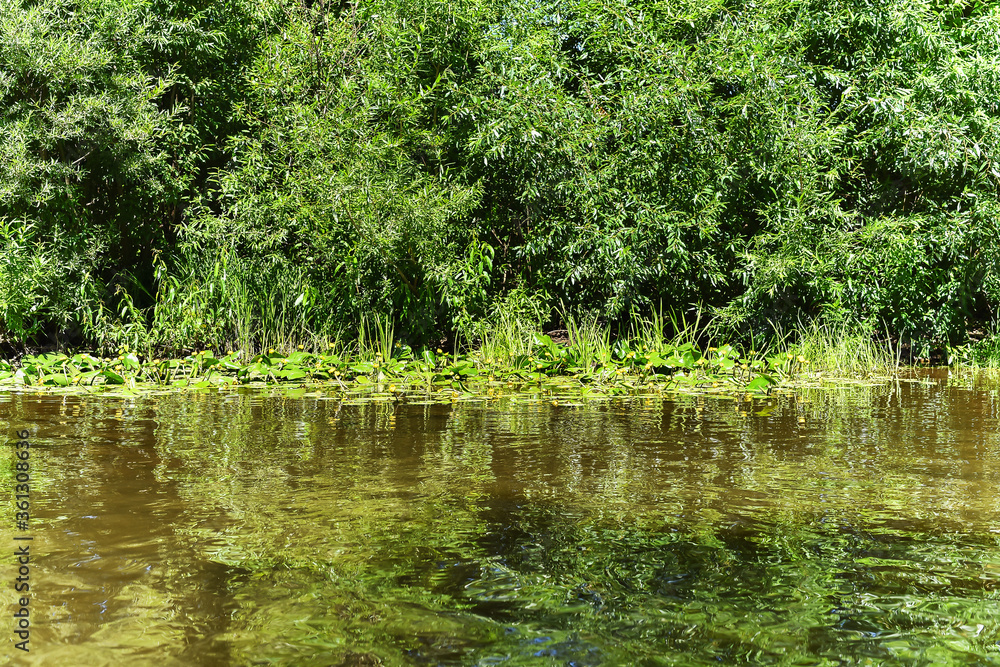 The shore of a small river overgrown with bushes and blooming yellow water lilies The shore of a small river overgrown with bushes and blooming yellow water lilies