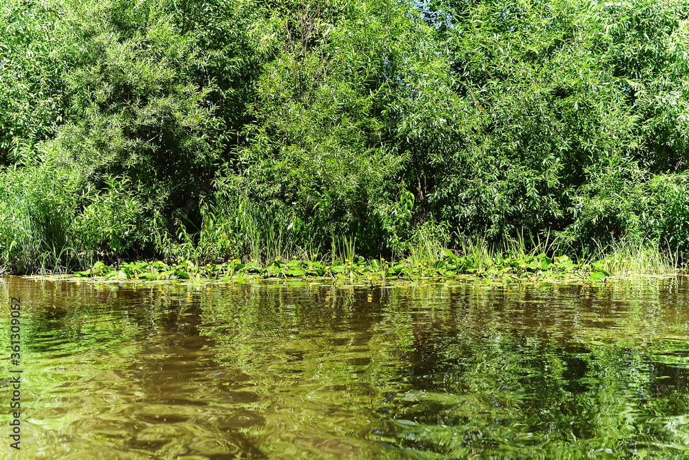 The shore of a small river overgrown with bushes and blooming yellow water lilies The shore of a small river overgrown with bushes and blooming yellow water lilies