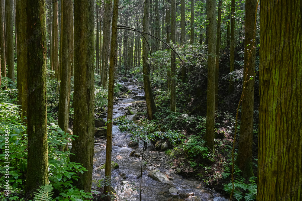 滝 滝
