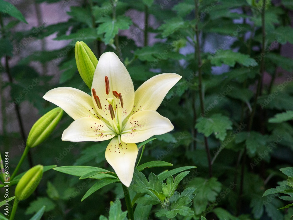 White lily in the garden closeup White lily in the garden closeup