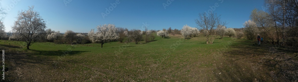 arrival of spring in the forest