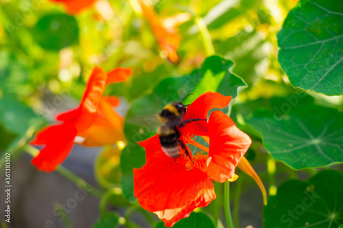 Pszczoła zbierająca nektar na czerwonym kwiatku