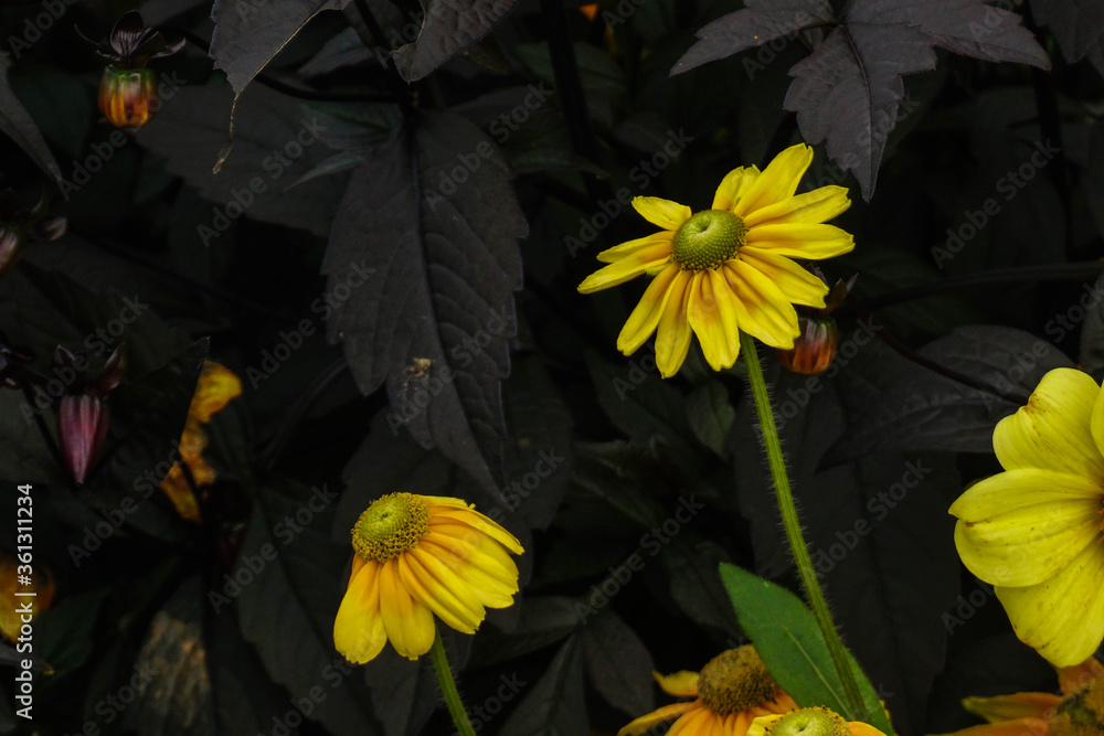 Yellow flowers and black plant in park